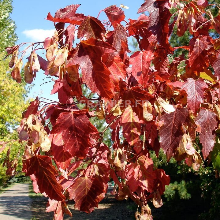 Maple of the Love River, Manchu Caux, Acer Ginnala image